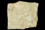 Archimedes Screw Bryozoan Fossils - Alabama #178221-1